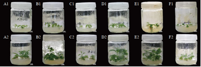 图1 不同植物生长调节剂浓度对小花溲疏丛生芽增殖的影响.png