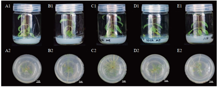图2 IBA浓度对钩齿溲疏生根培养的影响.png